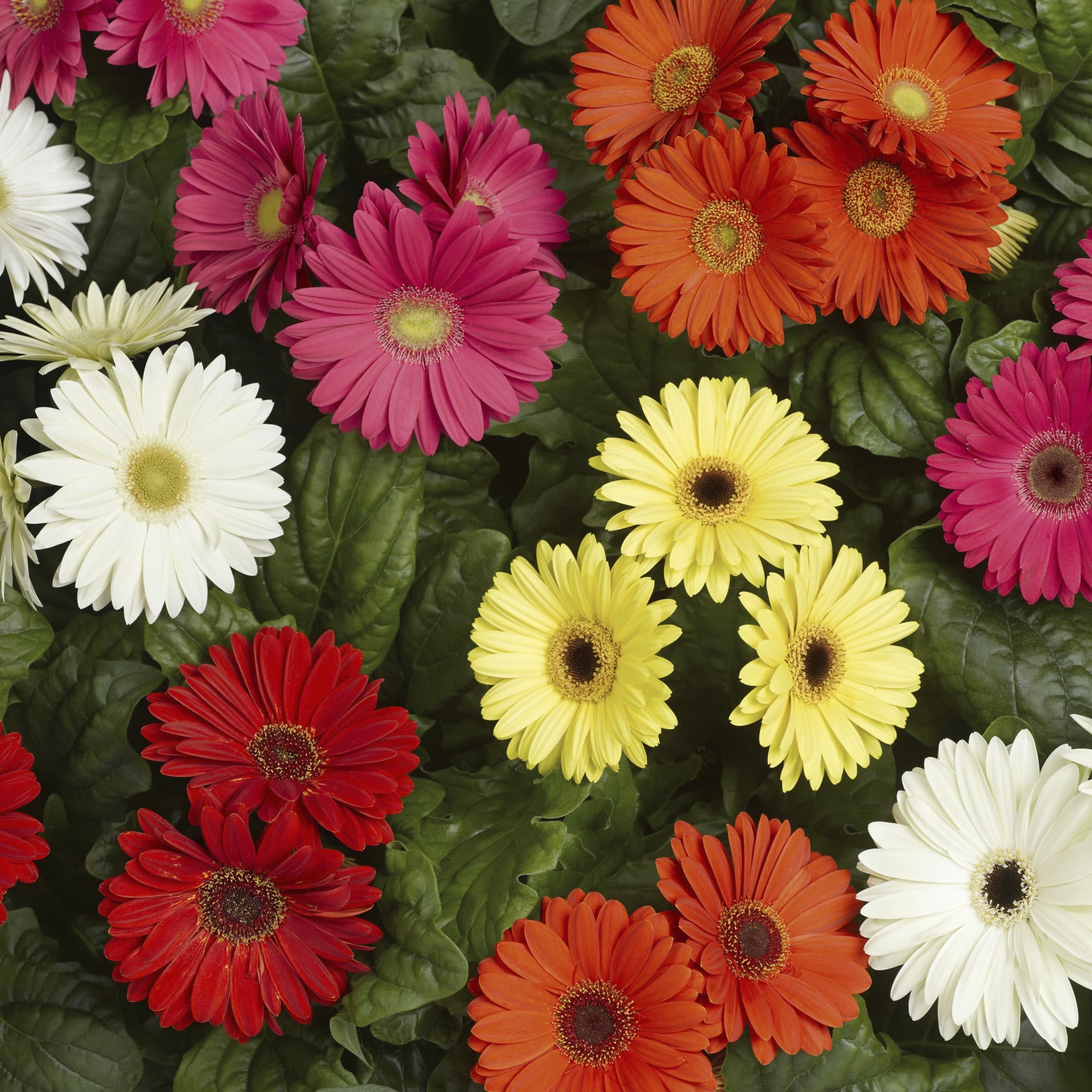 Gerbera daisies from The Green Impex